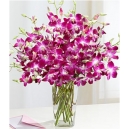orchids plant online philippines
