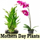 buy indoor plant to manila