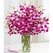 Purple Dendrobium Orchids Send To Philippines