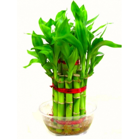 Send Lucky Bambo Plants to Philippines