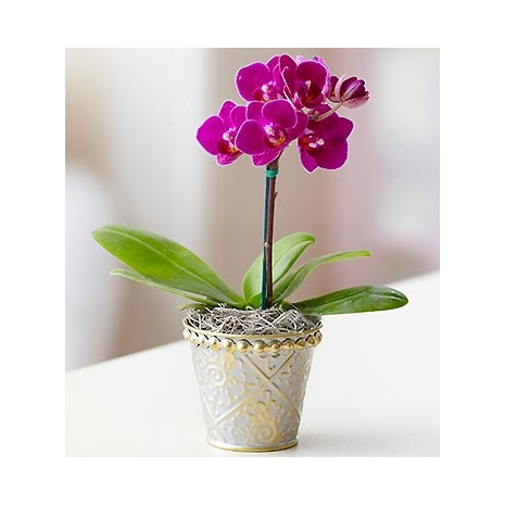 Mini Purple Phalaenopsis Orchid Send To Philippines